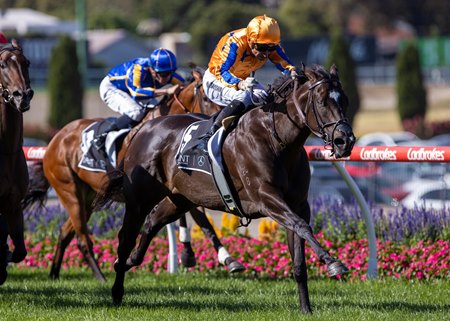 Imperatriz, a multiple champion in Australia, will be offered at sale next month