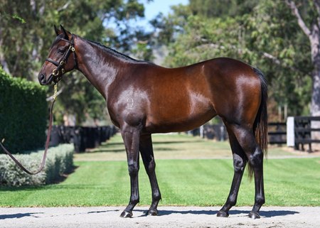 The Pierro filly out of Winx cataloged as Lot 391 at the Inglis Easter Yearling Sale
