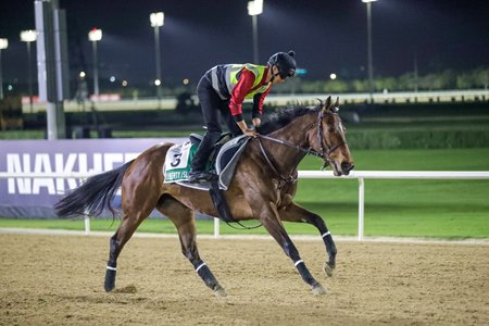 Liberty Island training at Meydan ahead of her seasonal debut in the Dubai Sheema Classic