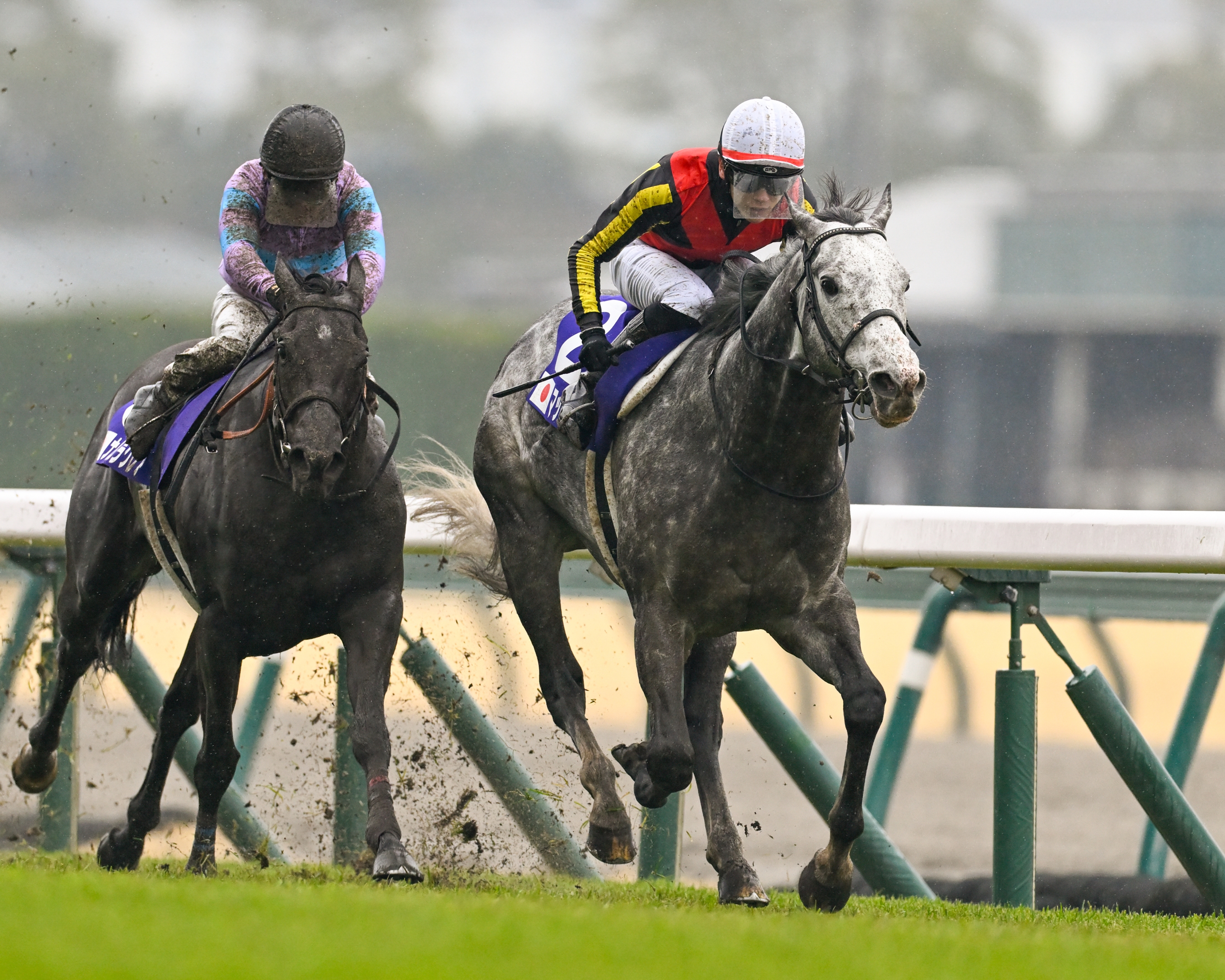 Mad Cool Wins First of Japan's Two G1 Sprint Races - BloodHorse
