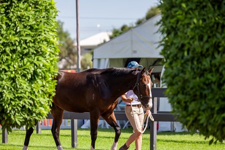 2024 Magic Millions Adelaide Yearling Sale