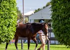 Scene, 2024 Magic Millions Adelaide Yearling Sale