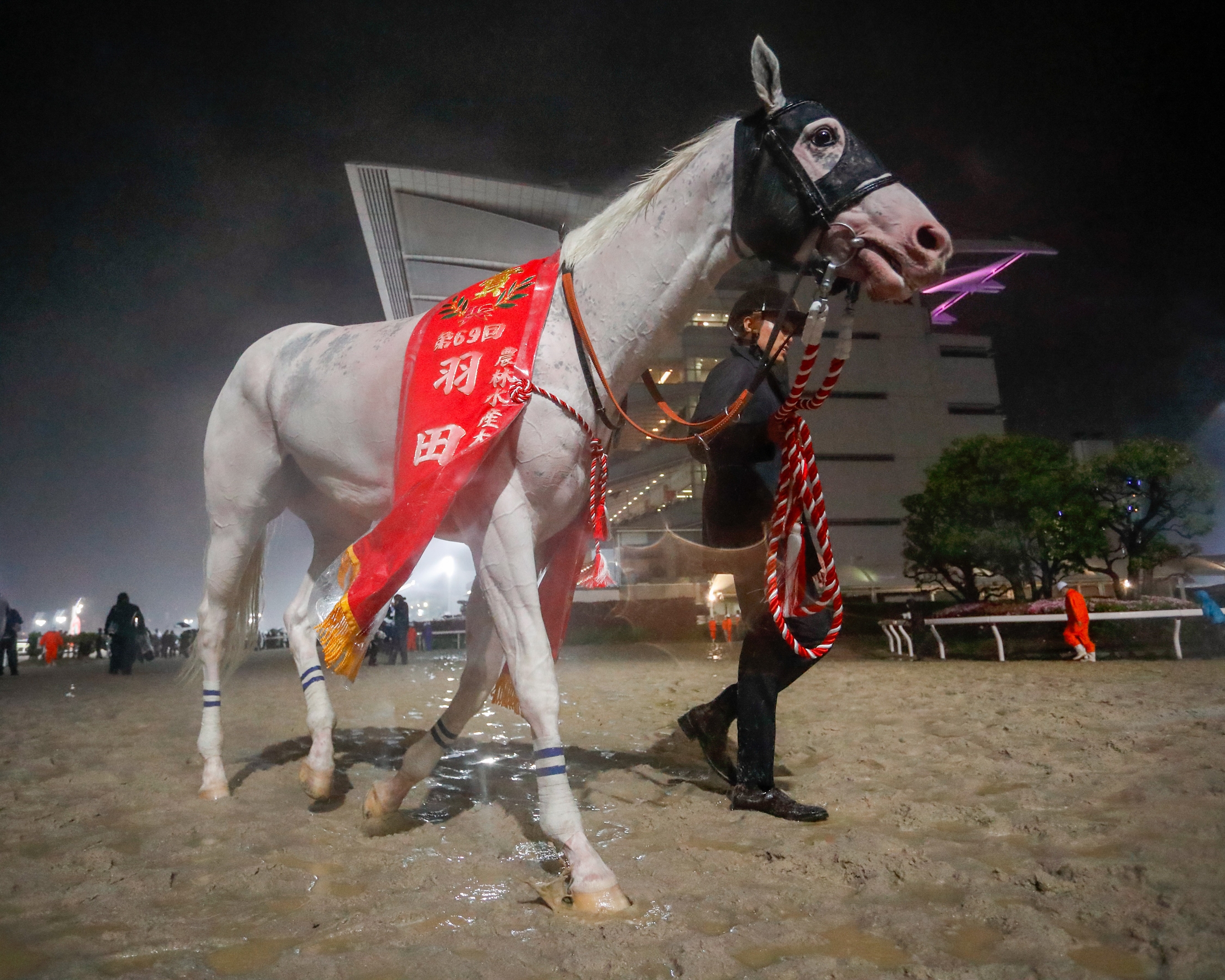 ⭐︎幻のWHITE HORSE⭐︎ Majestic White | Horse Riding Tales Wiki | Fandom