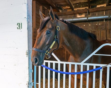 Champion Idiomatic is ready to make her first racing appearance of 2024 in the La Troienne Stakes May 3 at Churchill Downs
