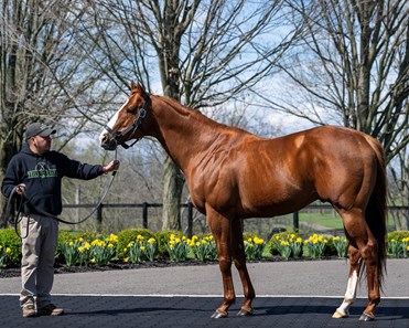 Good Magic - Horse Profile - BloodHorse