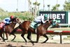 Dancing Porky, Maiden Win, Turf Paradise, April 25 2024
First winner for Honor A. P. 