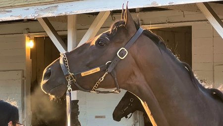 Honor Marie at Churchill Downs after his recorded workout