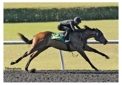 Hip 166, a filly by Uncle Mo, breezes two furlongs in :20 3/5 at the Ocala Breeders' Sales Spring 2-year-olds in Training Sale