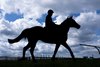 Alyanaabi and Jim Crowley after their racecourse gallop
Newmarket 17.4.24 Pic: Edward Whitaker