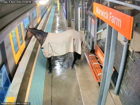 A loose racehorse on the platform at Australia's Warwick Farm train station
