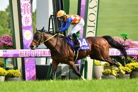 T O Royal wins the Tenno Sho (Spring) at Kyoto Racecourse