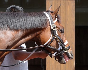 Candied - Horse Profile - BloodHorse