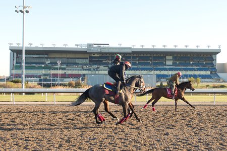 Horses train at Woodbine