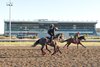 Thoroughbred&#39;s prepare for opening day at Woodbine on Saturday April 27, 2024. Woodbine/ Michael Burns Photo