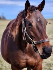 Sataves, dam of 2024 Horse of the Year Thorpedo Anna, is named National Broodmare of the Year