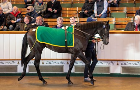 The New Bay colt consigned as Lot 26 in the ring at the Tattersalls Craven Sale 