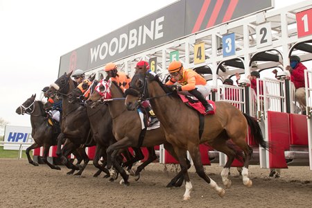 Horses break from the gate at Woodbine