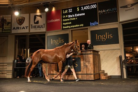 Sale-topping She's Extreme in the ring at the Inglis Chairman's Sale