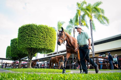 First virtual Magic Millions sale on August 27