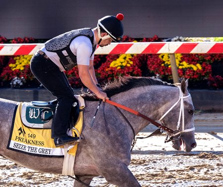 Seize the Grey trains for the Preakness Stakes at Pimlico Race Course