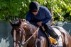 Imagination returns to the barn after a gallop on a beautiful morning at Old Hilltop allowed for some beautiful images of Preakness and Black Eyed Susan entrants and their connections Thursday May 16, 2024 at Pimlico Race Course in Baltimore, MD.    Photo by Skip Dickstein