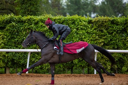 Auguste Rodin trains at Ballydoyle