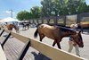 Scenics, 2024 Fasig-Tipton Midlantic 2 Y-O-in Training Sale