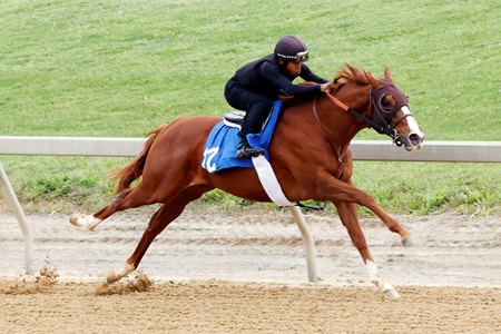 Hip 12, a Volatile filly, breezes a furlong in :10 May 14 at Timonium ahead of the Fasig-Tipton Midlantic May 2-Year-Olds in Training Sale