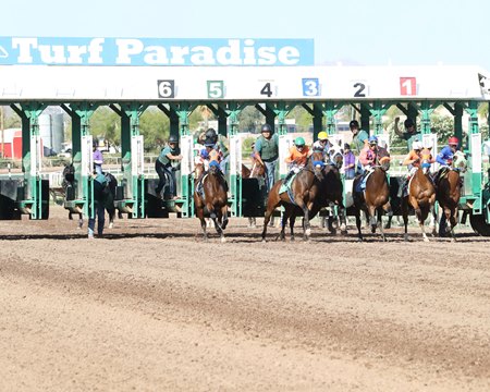 Racing at Turf Paradise