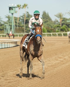 Eagles Flight - Horse Profile - BloodHorse