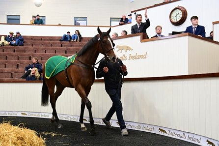 Lot 83, the sale-topping Sioux Nation filly, walks the ring at the Tattersalls Ireland Breeze-Up Sale