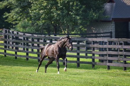 Not This Time at Taylor Made Farm