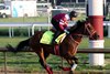 Forever Young on the track at Churchill Downs on May 2, 2024. Photo By: Chad B. Harmon