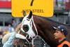 Just Steel gets a pat on the head prior to running in the 149th Preakness Stakes (GI) at Pimlico on May 18, 2024. Photo By: Chad B. Harmon