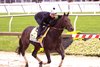 Tuscan Gold trains over wet ground May 15 at Pimlico Race Course