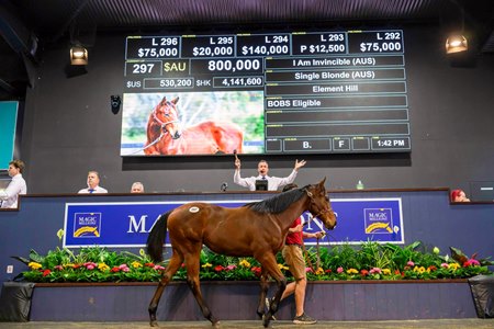Hill 'n' Dale Farm lands an I Am Invincible filly at the second session of the Magic Millions National Weanling Sale
