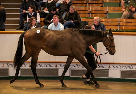 The Kingman filly consigned as Lot 89 at the Tattersalls Guineas Horses in Training Sale