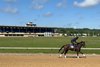 Scenics, 2024 Fasig-Tipton Midlantic  May 2 Year Olds in Training Sale