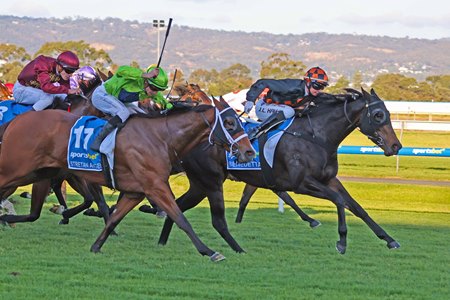 Benedetta wins the 2024 Goodwood at at Morphettville Racecourse