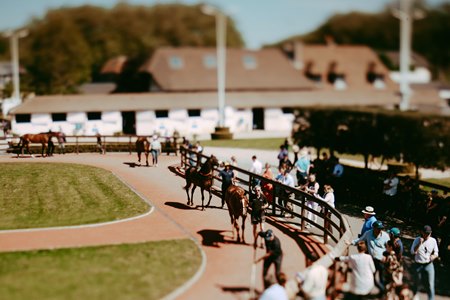 The Arqana sale grounds