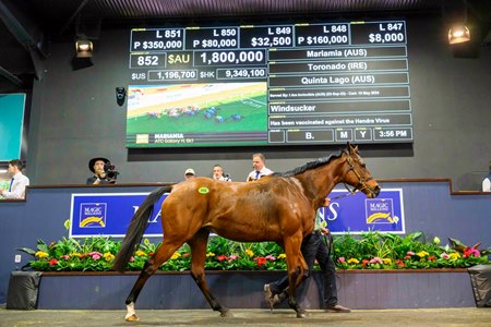 Mariamia, in foal to I Am Invincible, sells for AU$1.8 million May 29 at the Magic Millions Gold Coast National Broodmare Sale