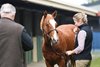 Scene, 2024 Magic Millions Gold Coast National Weanling Sale