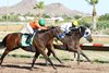 Caution Cardinal wins the 2024 Gene Fleming Breeders&#39; Derby at Turf Paradise