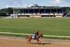  Hip 273, Scenics, 2024 Fasig-Tipton Midlantic  May 2 Year Olds in Training Sale