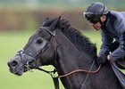 King of Steel (Raul da Silva)  exercise up the short gallop on the Limekilns
Newmarket 4.5.24 Pic: Edward Whitaker