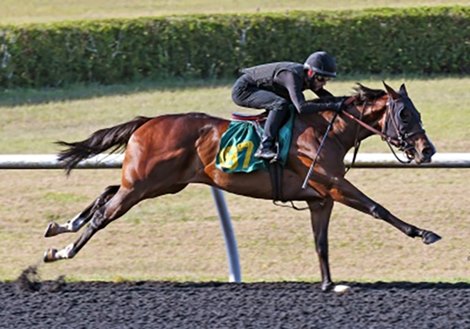 Three Juveniles Shade :21 at OBS June Under Tack Show