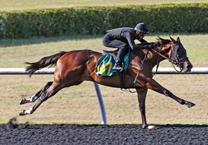 The Tiz the Law filly consigned as Hip 187 breezes a quarter-mile June 5 at the OBS June Sale under tack show 