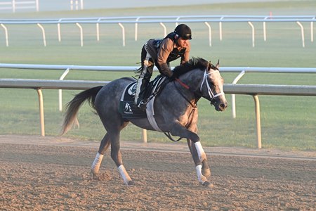 Seize the Grey trains June 5 at Saratoga Race Course