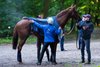 Trainer Mario Baratti with French 2000 Guineas winner Metropolitan after exercising on Les Reservoirs gallops in Chantilly on Wednesday morning  12.6.24 Pic: Edward Whitaker