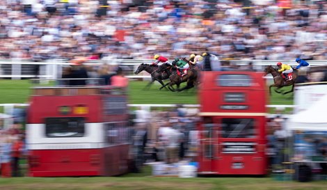 TripAdvisor Adds Animal Welfare Warning for Race Tracks